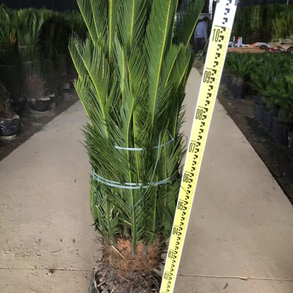 Cycas Revoluta (30–40 cm)