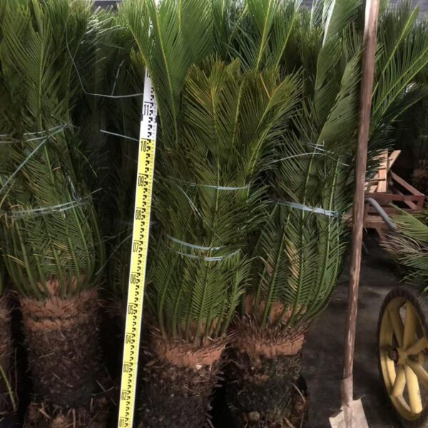Cycas Revoluta (40–50 cm)
