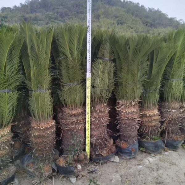Cycas Revoluta (60-70 cm)