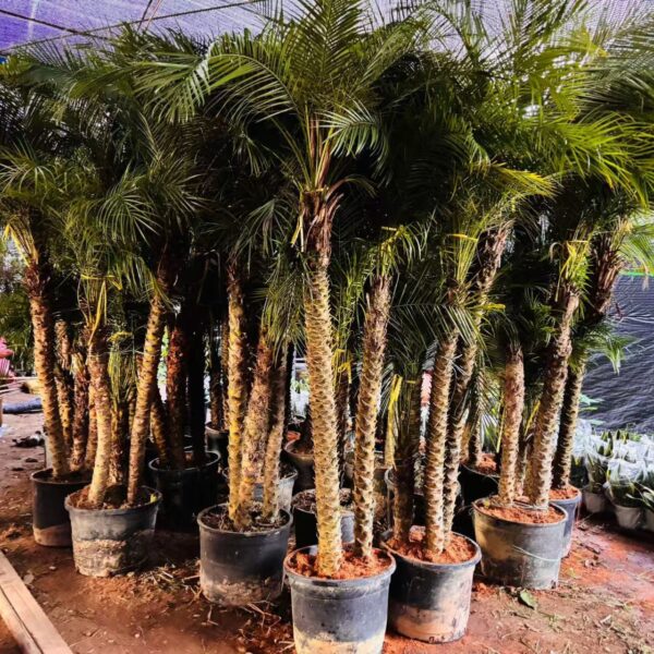 Phoenix Roebelenii (Triple)