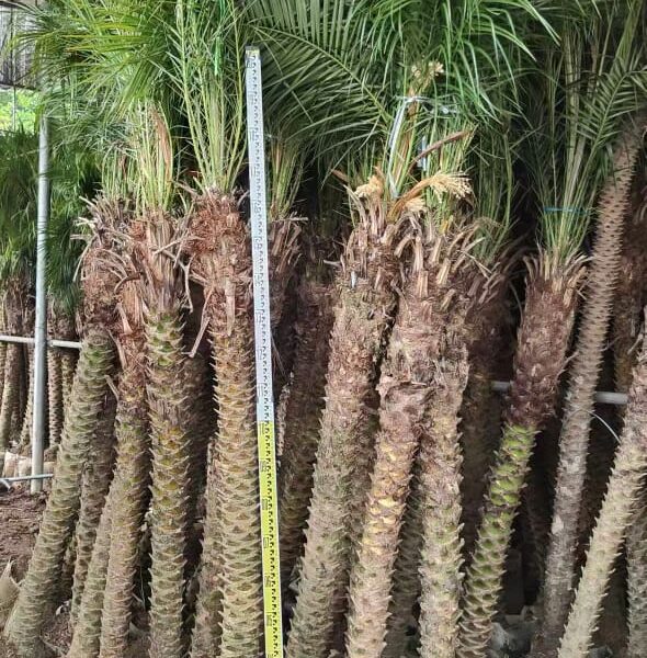 Phoenix Roebelenii (170cm)