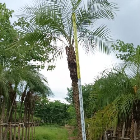 Phoenix Roebelenii (250cm)