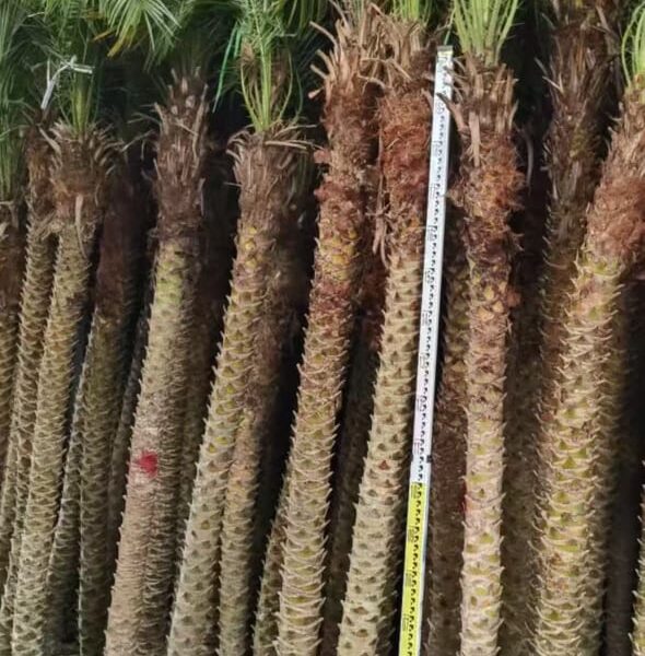 Phoenix Roebelenii (200cm)