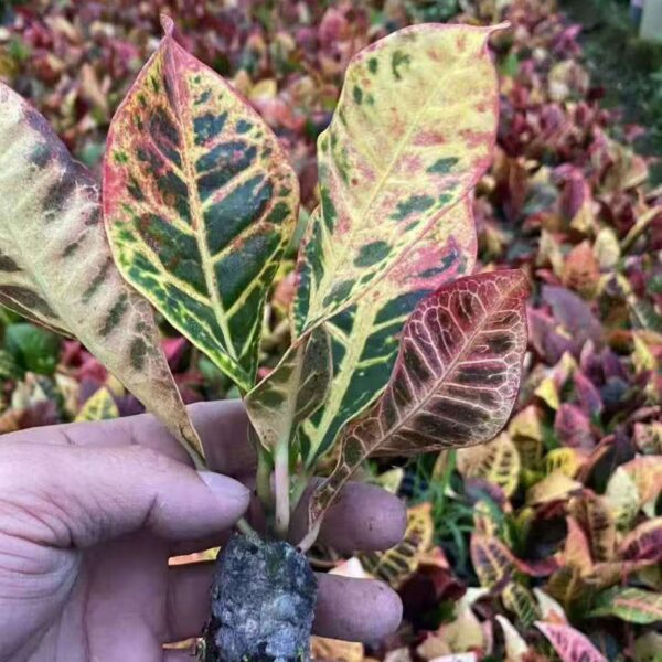 Codiaeum variegatum (Croton) 20-25cm