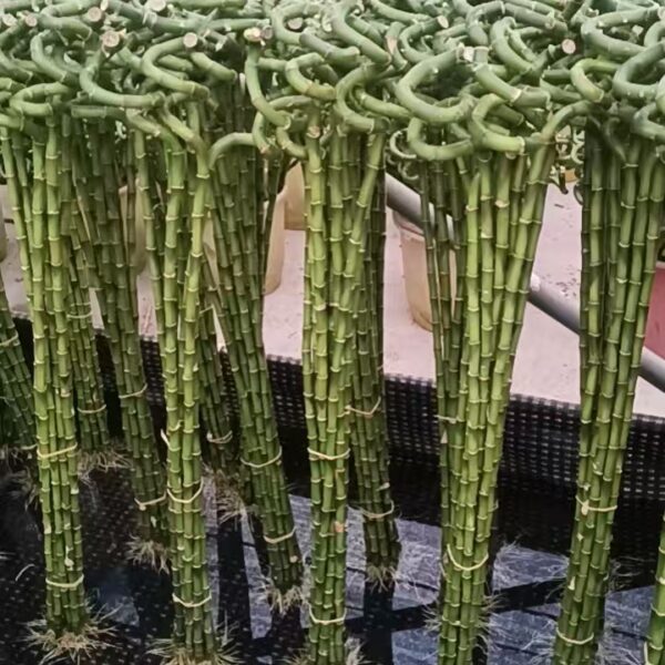 Lucky Bamboo (20 to 100)cm