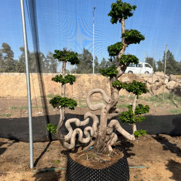 بونساي مركب شراع