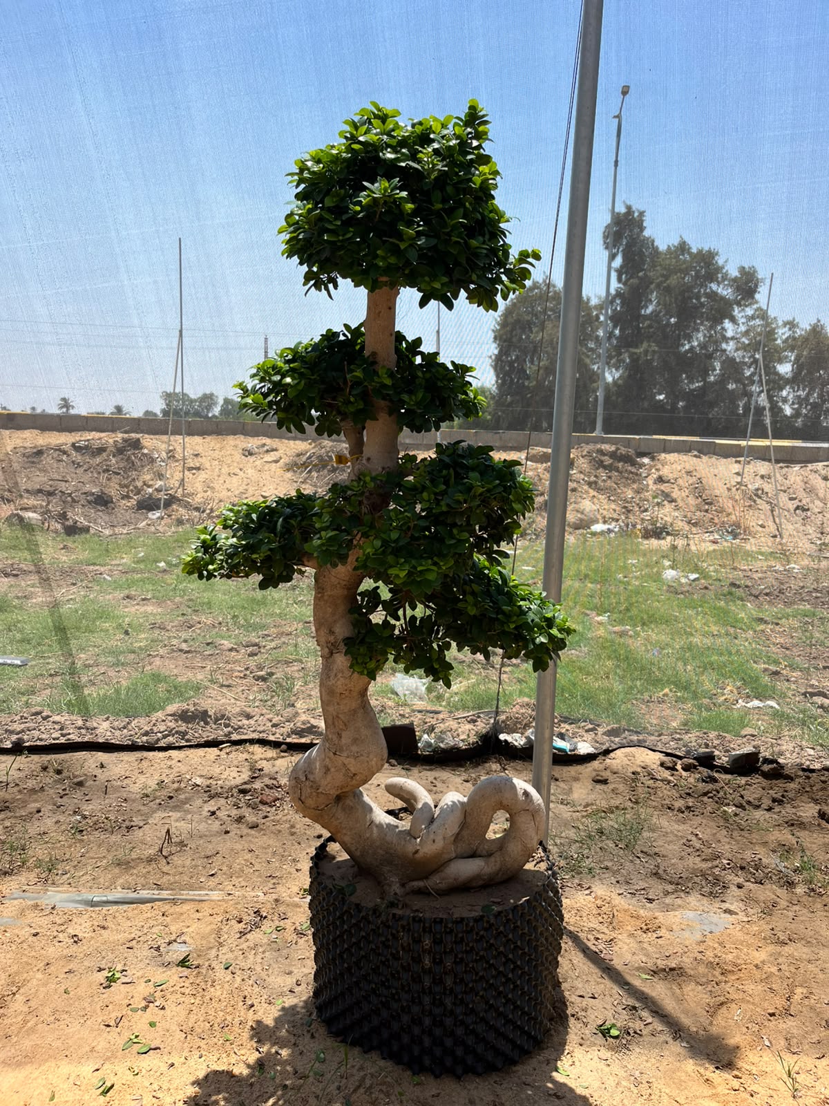 بونساي اناكوندا