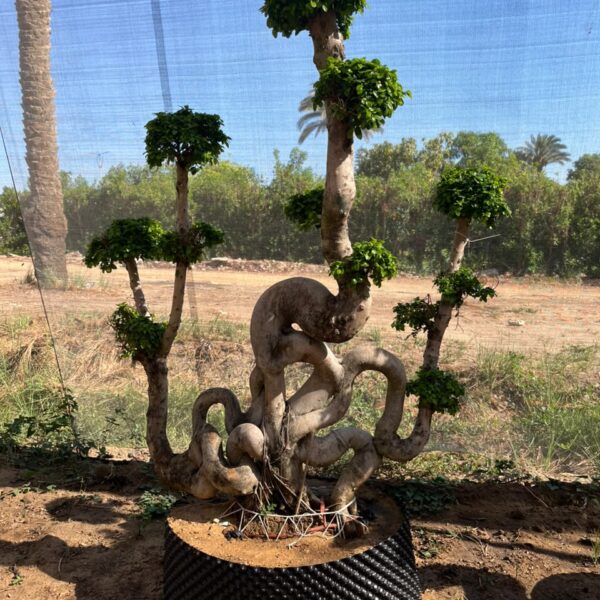 بونساي مركب شراع