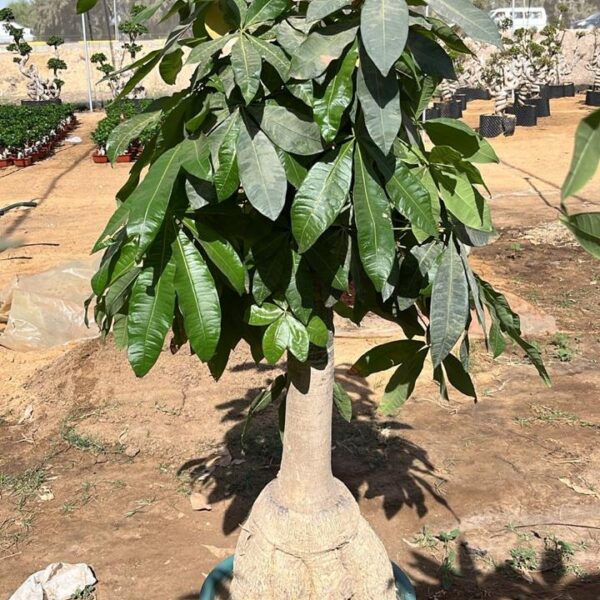 باشيرا بونساي