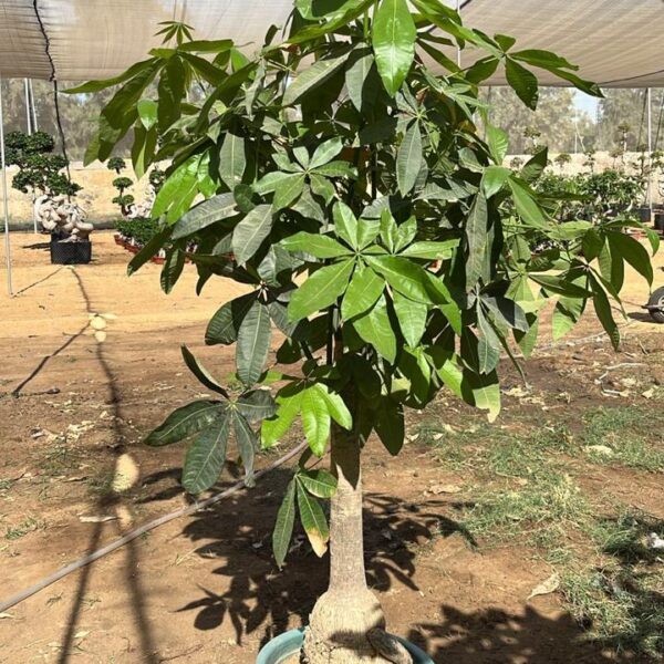باشيرا بونساي