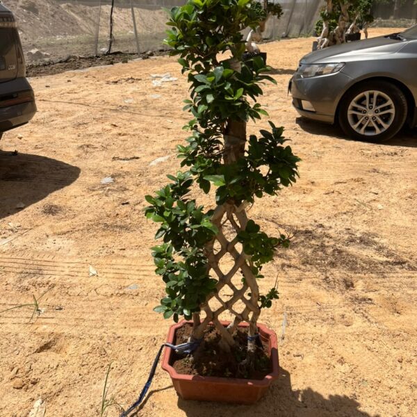 بونساي مضفر