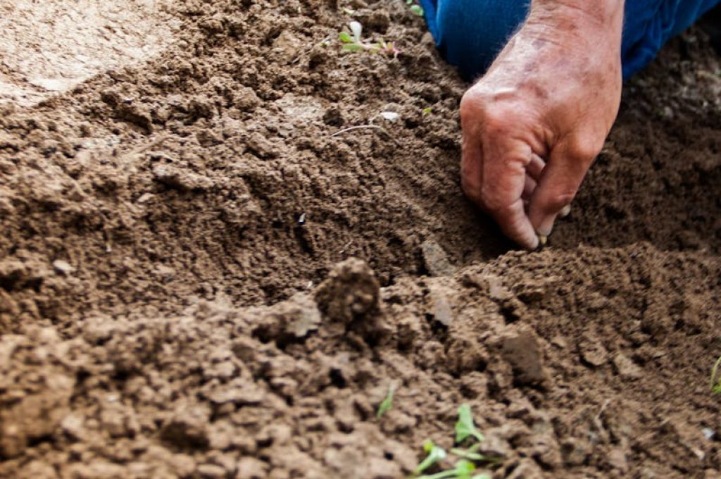 Close-up of a person planting seeds in soil, emphasizing gardening and cultivation.