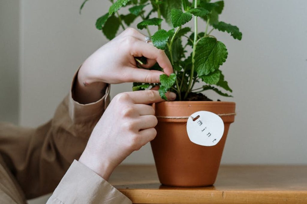 A close-up of a hand adjusting a potted mint plant inside a home environment.